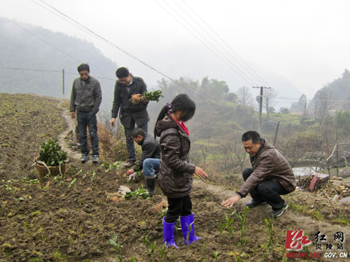 炎陵瑶乡栽茶忙