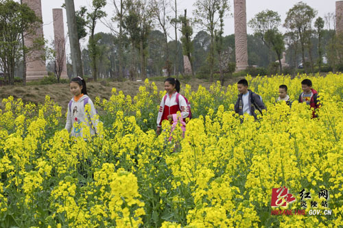炎帝陵高速沿线 ＂油菜花海＂ 惹人醉