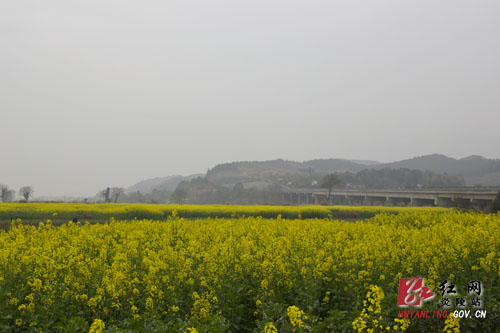炎帝陵高速沿线 ＂油菜花海＂ 惹人醉