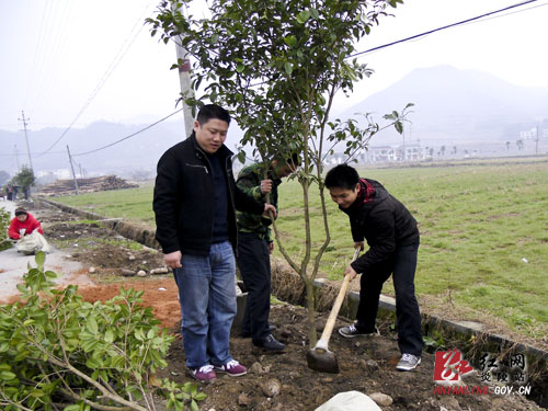 十都镇植树节里植树忙