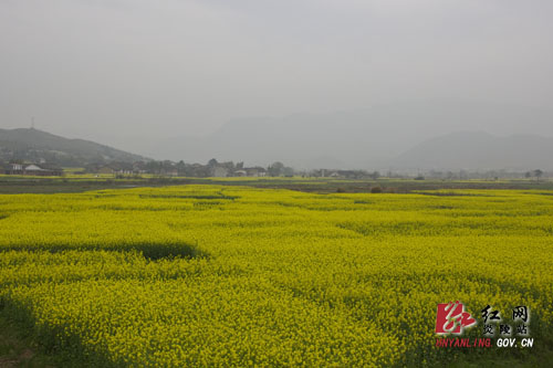 炎帝陵高速沿线 ＂油菜花海＂ 惹人醉