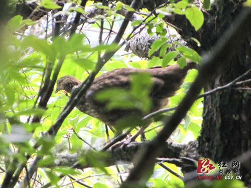黄腹角雉重嬉桃源洞
