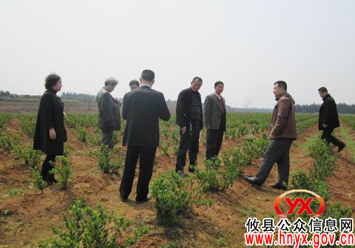 攸县科协相关负责人到上云桥金银花基地实地考察