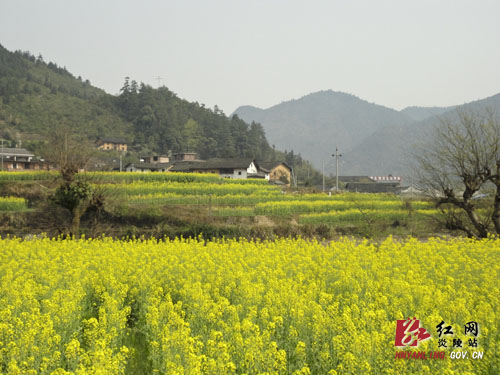 船形乡：油菜长势喜人