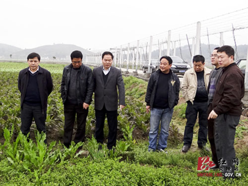株洲市物价局领导来炎调研蔬菜基地工作
