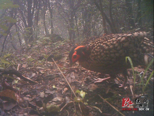 黄腹角雉重嬉桃源洞