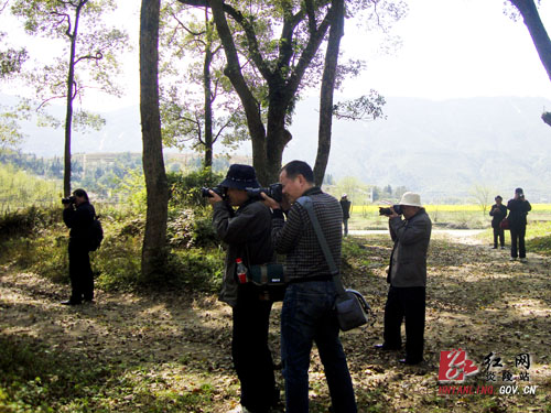 一条古训保住1161株古樟 炎陵依托古樟群落开发旅游