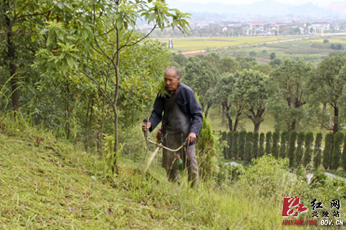 16年义务种八万多株花木湖南炎帝陵有位八旬“活雷锋”