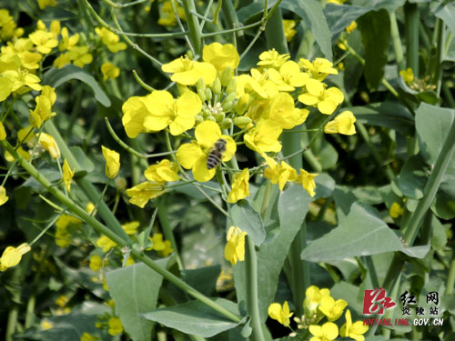 船形乡：油菜长势喜人