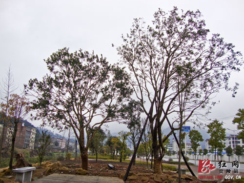 炎陵县城区绿化提质进行时