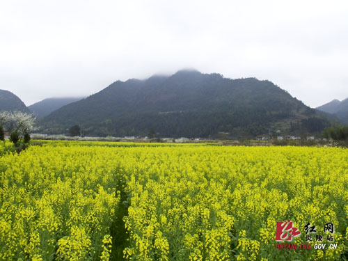 油菜花开春天里