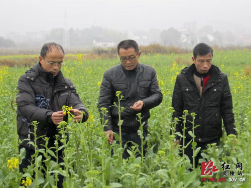 我县切实加强油菜春季培管工作
