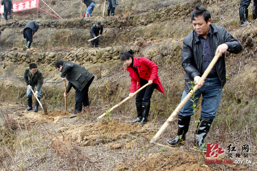 炎陵县开展义务植树大会战 两万株新苗为家园添新绿