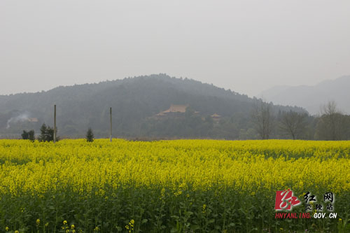 炎帝陵高速沿线 ＂油菜花海＂ 惹人醉