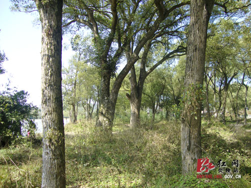 一条古训保住1161株古樟 炎陵依托古樟群落开发旅游