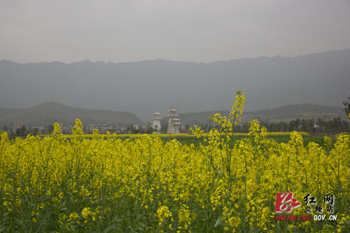炎帝陵高速沿线 ＂油菜花海＂ 惹人醉