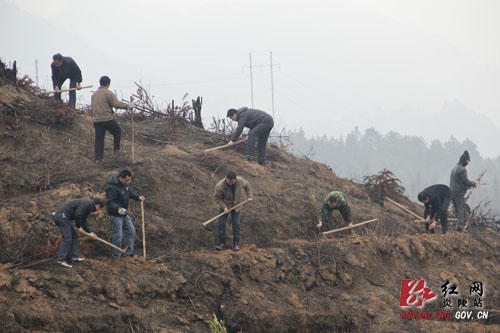 炎陵县开展义务植树大会战 两万株新苗为家园添新绿