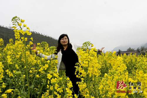 油菜花开春天里