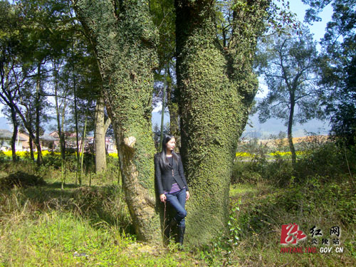一条古训保住1161株古樟 炎陵依托古樟群落开发旅游
