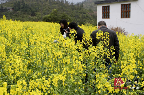 油菜花开春天里