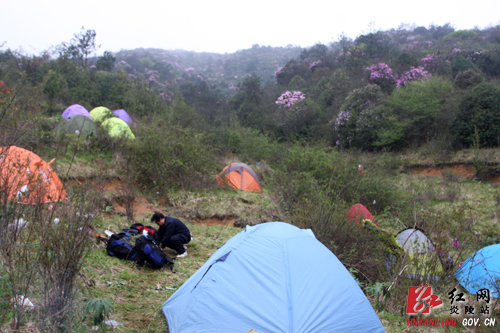 炎陵杜鹃花怒放 天下＂驴友＂慕名来