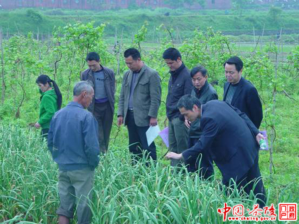 县农业局召开大蒜提纯复壮技术研讨会