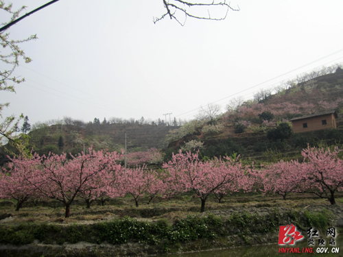 【记者走基层】新时代的农民 水果状元＂阿牛＂