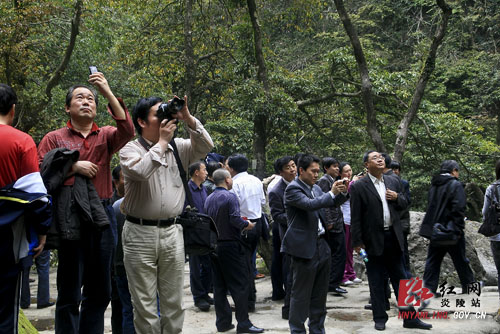 采香菇 摘野菜 包艾叶米粿 神农谷＂清明踏青游＂受追捧