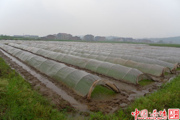 马江镇：全面落实集中育秧 促进早稻增产丰收