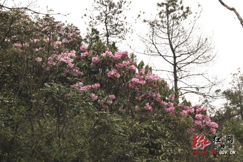 炎陵县十万亩杜鹃怒放 吸引游客络绎不绝（图片新闻）