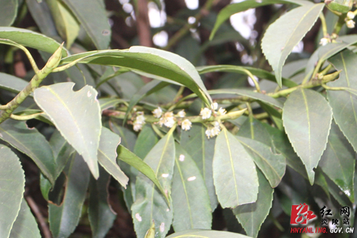 湖南炎陵梨树洲发现成片野生桂花树