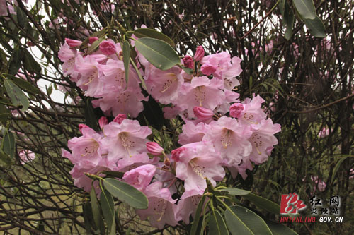 炎陵县十万亩杜鹃怒放 吸引游客络绎不绝（图片新闻）