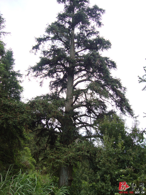 炎陵普法宣传进村入户， 百岁南方红豆杉“有惊无险”