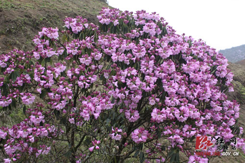 炎陵县十万亩杜鹃怒放 吸引游客络绎不绝（图片新闻）