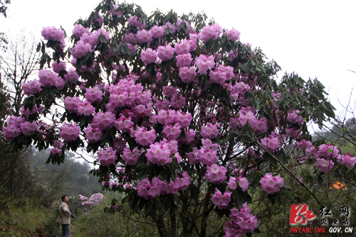 炎陵杜鹃花怒放 天下＂驴友＂慕名来