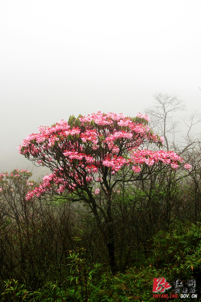 ＂2012中国炎陵云锦杜鹃花户外旅游节＂13日开幕