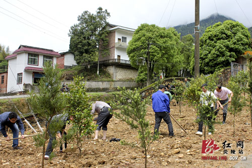 县水电建投公司开展绿化植树活动