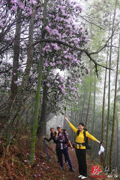＂2012中国炎陵云锦杜鹃花户外旅游节＂13日开幕