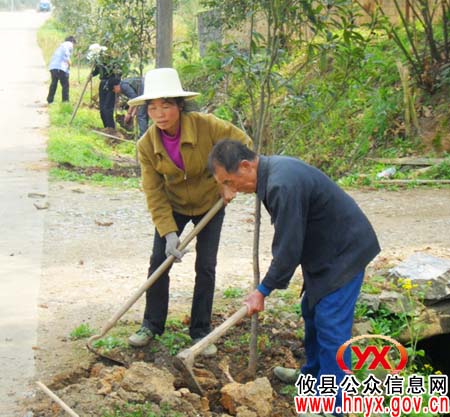 攸县柏市镇温水村清明时节植树忙