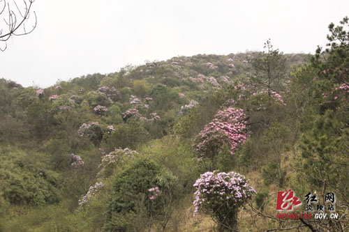 炎陵县十万亩杜鹃怒放 吸引游客络绎不绝（图片新闻）