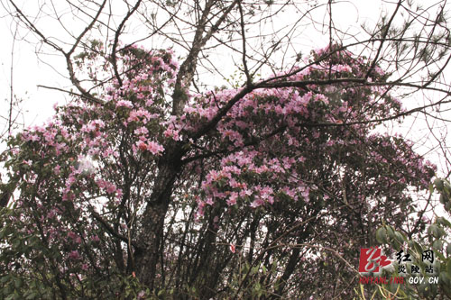 炎陵县十万亩杜鹃怒放 吸引游客络绎不绝（图片新闻）