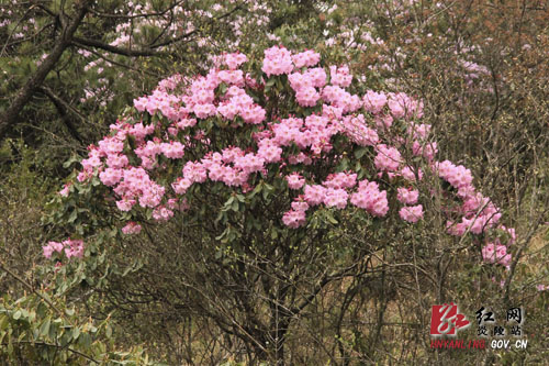 炎陵县十万亩杜鹃怒放 吸引游客络绎不绝（图片新闻）