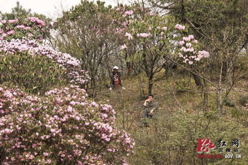 炎陵县十万亩杜鹃怒放 吸引游客络绎不绝（图片新闻）
