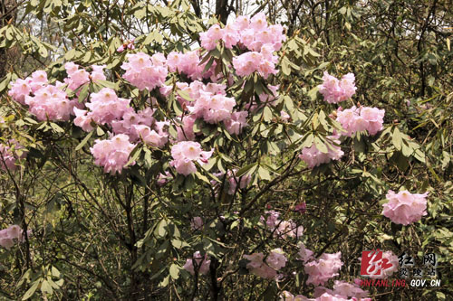 炎陵县十万亩杜鹃怒放 吸引游客络绎不绝（图片新闻）