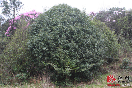 湖南炎陵梨树洲发现成片野生桂花树