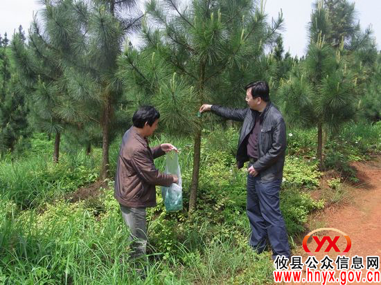 攸县林业局组织开展松梢螟无公害生物防治工作
