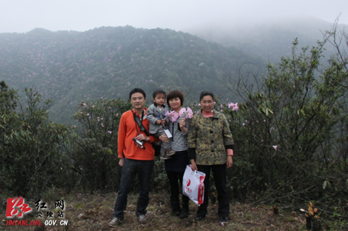 炎陵杜鹃花怒放 天下＂驴友＂慕名来