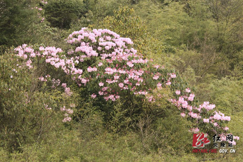 炎陵县十万亩杜鹃怒放 吸引游客络绎不绝（图片新闻）