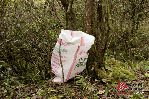 策源乡全力筹备梨树洲云锦杜鹃花户外旅游节