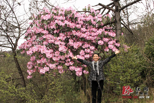 炎陵县十万亩杜鹃怒放 吸引游客络绎不绝（图片新闻）